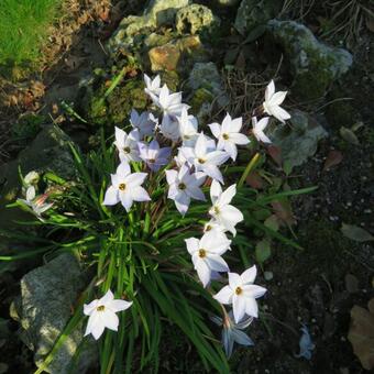 Ipheion uniflorum 'Wisley Blue'