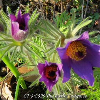 Pulsatilla vulgaris