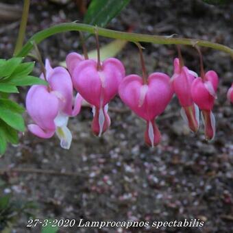 Lamprocapnos spectabilis