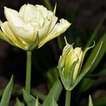 Tulipa 'Exotic Emperor' - 