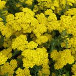 Achillea millefolium 'Little Moonshine'