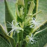 Sansevieria trifasciata var. laurentii - 