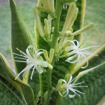 Sansevieria trifasciata var. laurentii