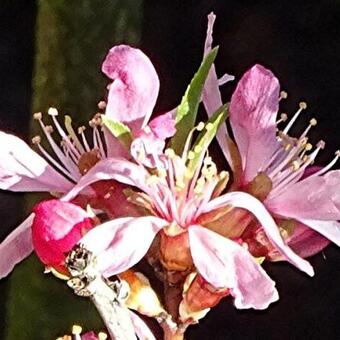 Prunus 'Comet'