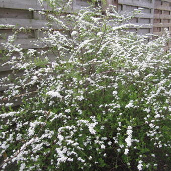 Spiraea arguta