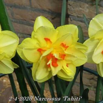 Narcissus 'Tahiti'