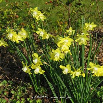 Narcissus 'Intrigue'