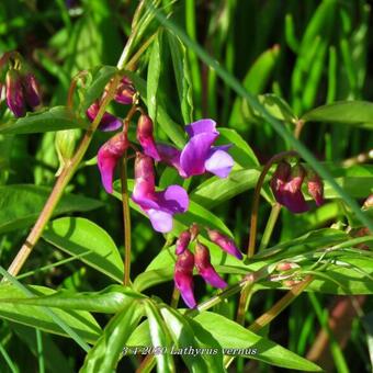 Lathyrus vernus