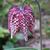 Fritillaria meleagris