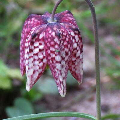 Fritillaire pintade - Fritillaria meleagris