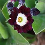 Primula auricula 'Argus' - 