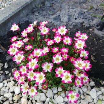 Saxifraga x arendsii 'ALPINO Early Picotee'