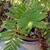 Blechnum tabulare