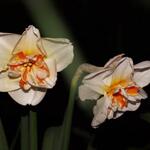 Narcissus 'Broadway Star' - 