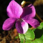 Viola odorata 'Kim' - 