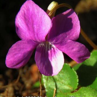 Viola odorata 'Kim'