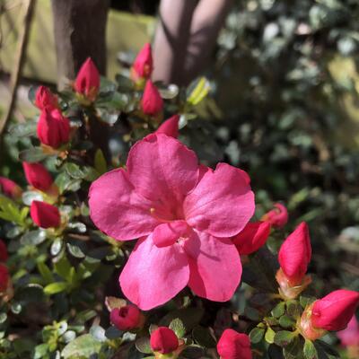 Rhododendron 'Anouk' - 