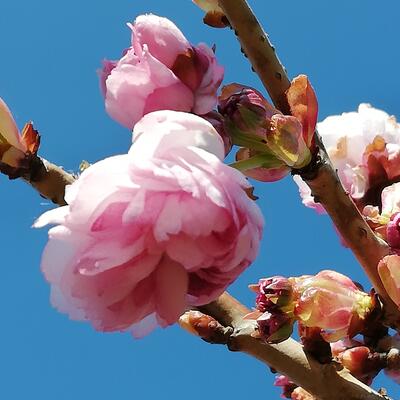 Prunus serrulata 'Kiku-shidare-zakura' - 