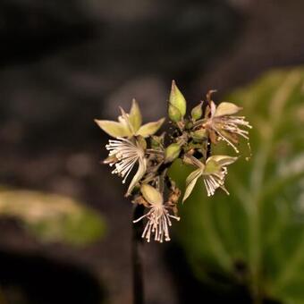 Beesia deltophylla