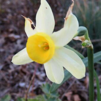 Narcissus tazetta 'Minnow'