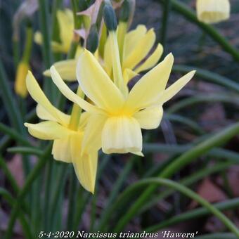 Narcissus triandrus 'Hawera'