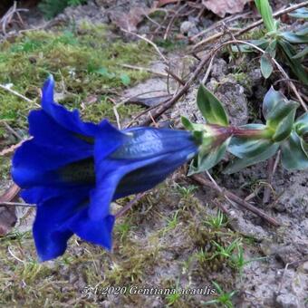 Gentiana acaulis