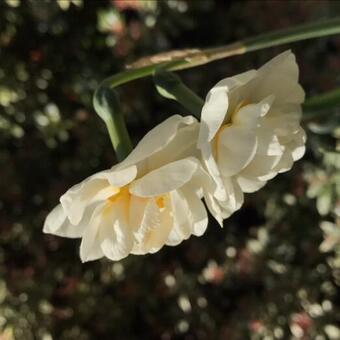 Narcissus tazetta 'Bridal Crown'