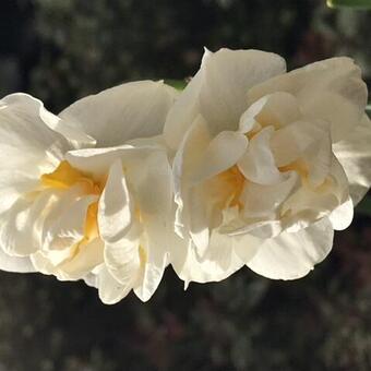 Narcissus tazetta 'Bridal Crown'