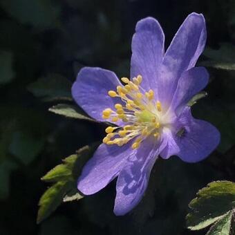 Anemone nemorosa 'Robinsoniana'