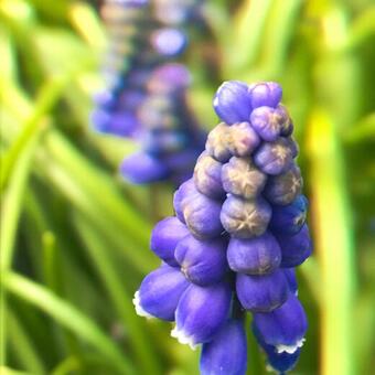 Muscari armeniacum