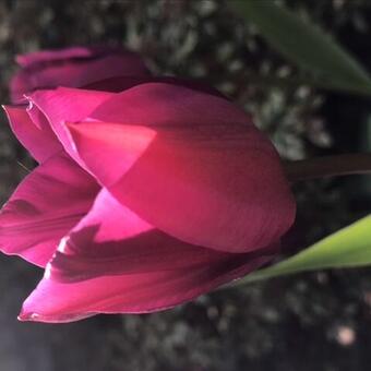 Tulipa 'Purple Prince'