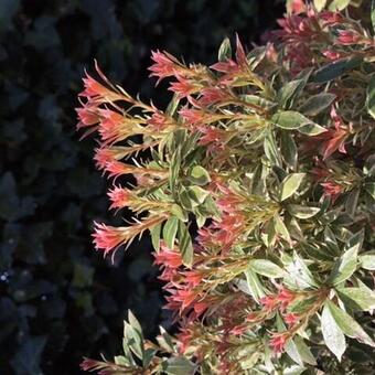 Pieris japonica 'Little Heath'