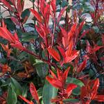 Photinia  fraseri 'Little Red Robin' - Photinia fraseri 'Little Red Robin'