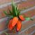 Fritillaria imperialis 'Rubra'