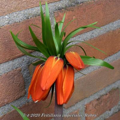 Fritillaria imperialis 'Rubra'  - 