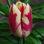 Tulipa 'Grand Perfection' - 