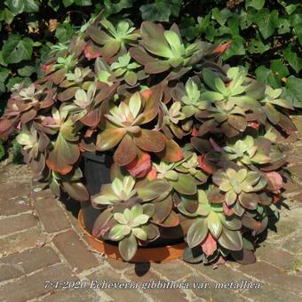 Echeveria gibbiflora var. metallica