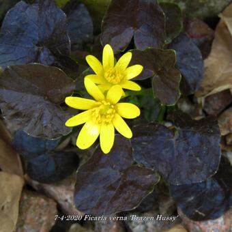 Ficaria verna 'Brazen Hussy'