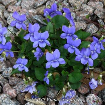 Viola riviniana