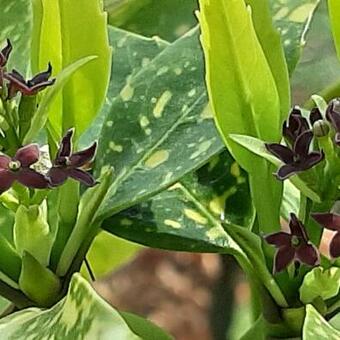 Aucuba japonica 'Variegata'