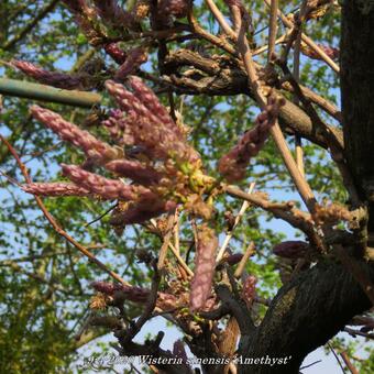 Wisteria sinensis 'Amethyst'