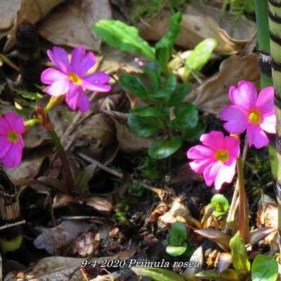 Primula rosea - 