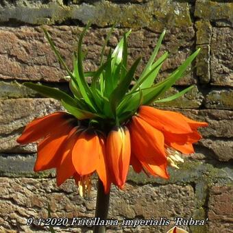 Fritillaria imperialis 'Rubra'