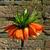 Fritillaria imperialis 'Rubra'