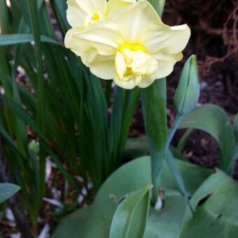 Narcissus 'Yellow Cheerfulness'