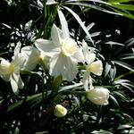 Narcissus 'Grand Primo Citroniere' - 