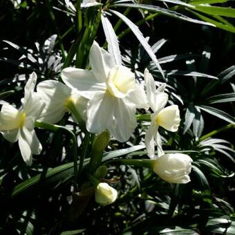 Narcissus 'Grand Primo Citroniere'