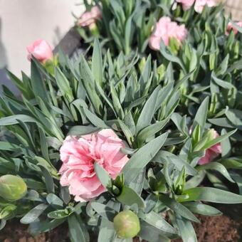 Dianthus 'OSCAR Pink and Purple'