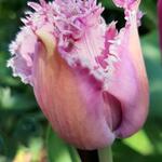 Tulipa 'Cummins' - 