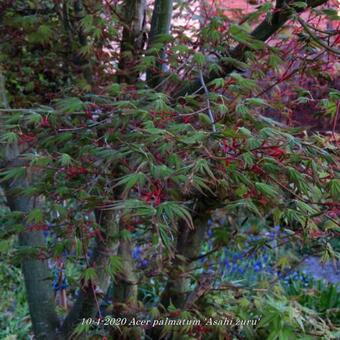 Acer palmatum 'Asahi zuru'